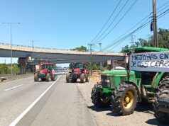 Freire: Agricultores Se Movilizan En La Ruta 5 Sur Por El Bajo Precio Del Trigo