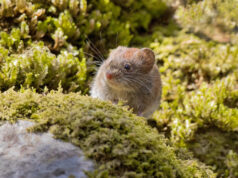 Recomendaciones Para Prevenir El Contagio De Hanta Virus Este Verano