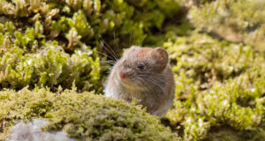 Recomendaciones Para Prevenir El Contagio De Hanta Virus Este Verano