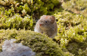 Recomendaciones Para Prevenir El Contagio De Hanta Virus Este Verano