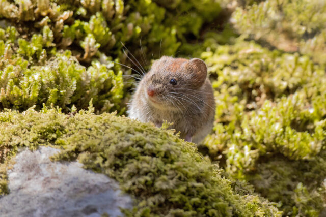 Recomendaciones Para Prevenir El Contagio De Hanta Virus Este Verano