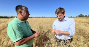 Familias Mapuche De Freire Iniciaron Cosecha De Trigo Para Producir El Pan Que Se Consume En La Capital Regional