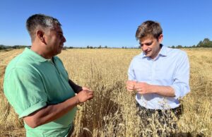 Familias Mapuche De Freire Iniciaron Cosecha De Trigo Para Producir El Pan Que Se Consume En La Capital Regional