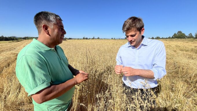 Familias Mapuche De Freire Iniciaron Cosecha De Trigo Para Producir El Pan Que Se Consume En La Capital Regional