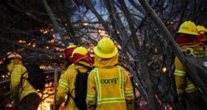 41 Incendios Activos En La Araucanía: Victoria Lleva 1500 Hectáreas Quemadas En Menos De Un Día