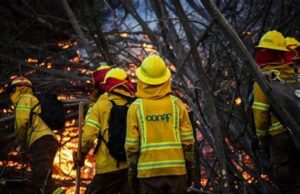 41 Incendios Activos En La Araucanía: Victoria Lleva 1500 Hectáreas Quemadas En Menos De Un Día