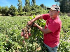 Cooperativa De Freire Se Luce Con Sus Productos Seleccionado Y Calibrado, Libre De Transgénicos