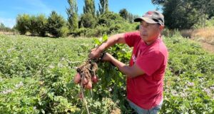 Cooperativa De Freire Se Luce Con Sus Productos Seleccionado Y Calibrado, Libre De Transgénicos