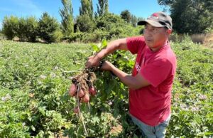 Cooperativa De Freire Se Luce Con Sus Productos Seleccionado Y Calibrado, Libre De Transgénicos