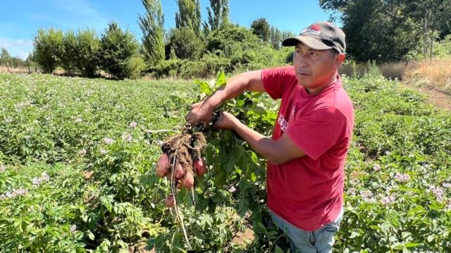 Cooperativa De Freire Se Luce Con Sus Productos Seleccionado Y Calibrado, Libre De Transgénicos