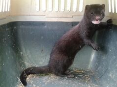 Aumenta preocupación por plaga del visón americano desde La Araucanía hasta el Cabo de Hornos