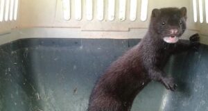 Aumenta preocupación por plaga del visón americano desde La Araucanía hasta el Cabo de Hornos