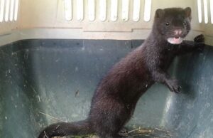 Aumenta preocupación por plaga del visón americano desde La Araucanía hasta el Cabo de Hornos