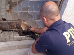 Estaba en estado de desnutrición: PDI rescata mascota afectada por maltrato animal en Angol