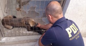 Estaba en estado de desnutrición: PDI rescata mascota afectada por maltrato animal en Angol