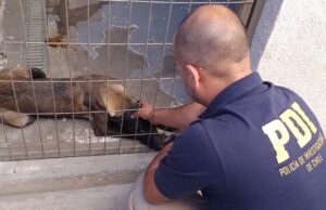 Estaba en estado de desnutrición: PDI rescata mascota afectada por maltrato animal en Angol