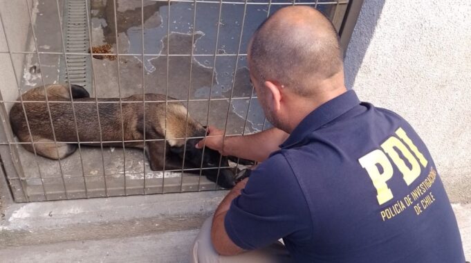 Estaba en estado de desnutrición: PDI rescata mascota afectada por maltrato animal en Angol