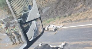 Collipulli: carro de camión con ganado volcó en plena ruta 5 sur