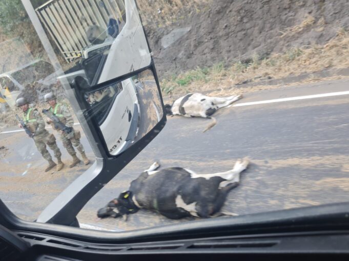 Collipulli: carro de camión con ganado volcó en plena ruta 5 sur