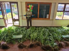 En Loncoche un hombre fue detenido por tener invernadero lleno con plantas de marihuana