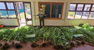 En Loncoche un hombre fue detenido por tener invernadero lleno con plantas de marihuana