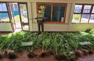 En Loncoche un hombre fue detenido por tener invernadero lleno con plantas de marihuana