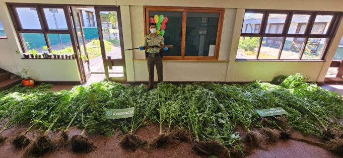 En Loncoche un hombre fue detenido por tener invernadero lleno con plantas de marihuana