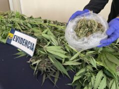 Un hombre es detenido en Victoria por cultivo de plantas de marihuana