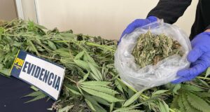Un hombre es detenido en Victoria por cultivo de plantas de marihuana