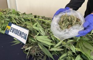 Un hombre es detenido en Victoria por cultivo de plantas de marihuana