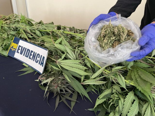 Un hombre es detenido en Victoria por cultivo de plantas de marihuana