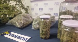 Incautan más de 4 Kilos de droga desde un invernadero en la localidad de Ñancul en Villarrica
