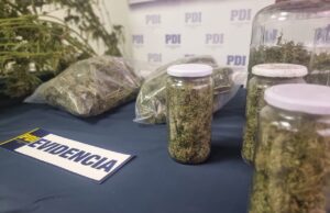 Incautan más de 4 Kilos de droga desde un invernadero en la localidad de Ñancul en Villarrica