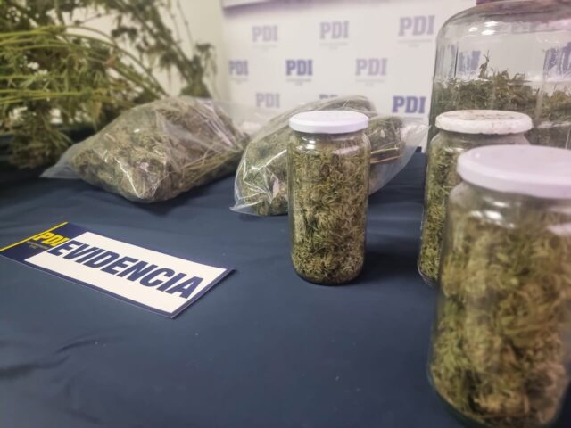 Incautan más de 4 Kilos de droga desde un invernadero en la localidad de Ñancul en Villarrica