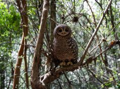Realizan documental sobre proceso de creación de esculturas cerámicas de animales nativos en Villarrica