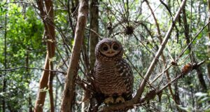Realizan documental sobre proceso de creación de esculturas cerámicas de animales nativos en Villarrica