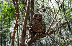 Realizan documental sobre proceso de creación de esculturas cerámicas de animales nativos en Villarrica