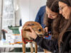 Victoria celebra la segunda Expo Pet: promoviendo la tenencia responsable y adopción de mascotas