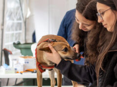 Victoria celebra la segunda Expo Pet: promoviendo la tenencia responsable y adopción de mascotas