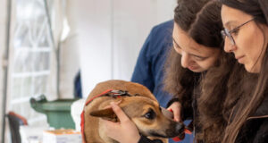 Victoria celebra la segunda Expo Pet: promoviendo la tenencia responsable y adopción de mascotas