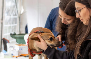 Victoria celebra la segunda Expo Pet: promoviendo la tenencia responsable y adopción de mascotas