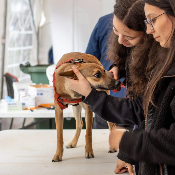 Victoria celebra la segunda Expo Pet: promoviendo la tenencia responsable y adopción de mascotas