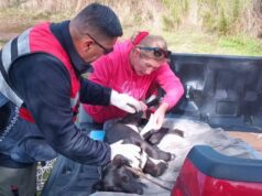 Veterinaria municipal y seguridad pública ayudan a perros mal heridos en Pitrufquén y Comuy