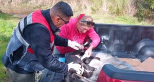 Veterinaria municipal y seguridad pública ayudan a perros mal heridos en Pitrufquén y Comuy