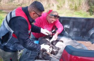 Veterinaria municipal y seguridad pública ayudan a perros mal heridos en Pitrufquén y Comuy