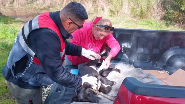 Veterinaria municipal y seguridad pública ayudan a perros mal heridos en Pitrufquén y Comuy