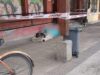Persona en situación de calle falleció en Villarrica: presuntamente, su deceso trató por temas de salud