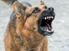 Adolescente fue atacada por perro callejero en las calles de Pitrufquén