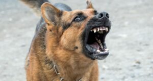 Adolescente fue atacada por perro callejero en las calles de Pitrufquén