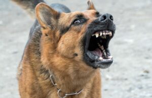 Adolescente fue atacada por perro callejero en las calles de Pitrufquén